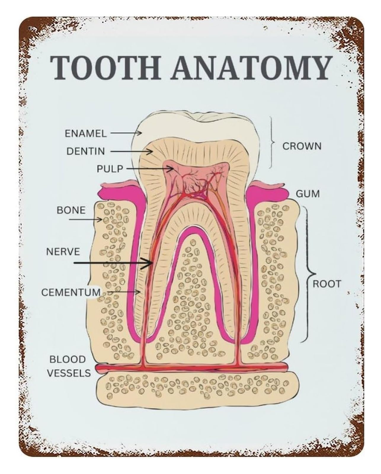 AUOQKQUT Human Tooth Anatomy Chart Vintage Retro Metal Tin Sign Educational Wall-Art for Hygienist School Decor 8 X 12 inch