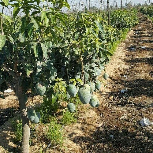Mango Tree (Kesar, Grafted) - Plant Aamb home and garden (B0B67Y1Z4Q) Amazon Price History, Amazon Price Tracker