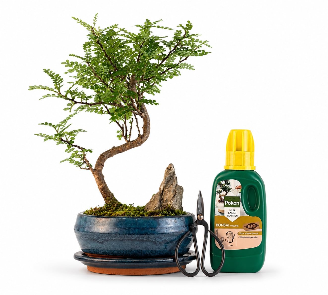 Pfefferbaum Bonsai Anfänger Set – Zanthoxylum piperitum 25–30 cm Höhe im 16 cm Topf mit Untersetzer, 250 ml Pokon Dünger & Bonsaischere