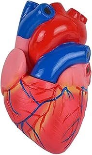 Study Model 3X Enlarged Heart Anatomical Model - Anatomy Model Human Heart Model - Human Organ Anatomical Model Heart Model - for Science Classroom Study Teaching Display (Color : A) SaiFei
