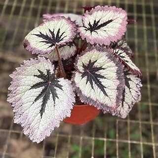 Begonia Fire Woman Live Plant | Firewoman Begonia Plant Indoor | Angel W...