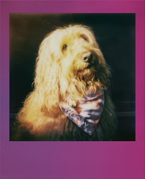 Polaroid Go Color Film - Gradient Multi-Color Frames - 16 Photos (6383) - Go Mini Film is only Compatible with Polaroid Go Cameras (Not Compatible with Polaroid I-Type Now Cameras)