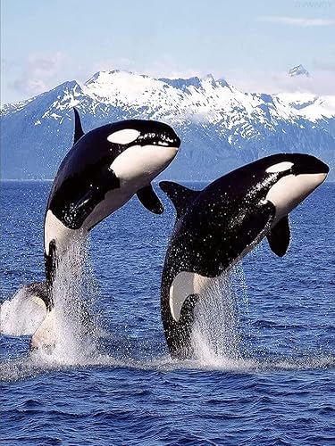 DVWIVGY Pintura con diamantes, ballena asesina, orca, azul, océano, animales, pintura de diamantes por números, arte de gemas para decoración del