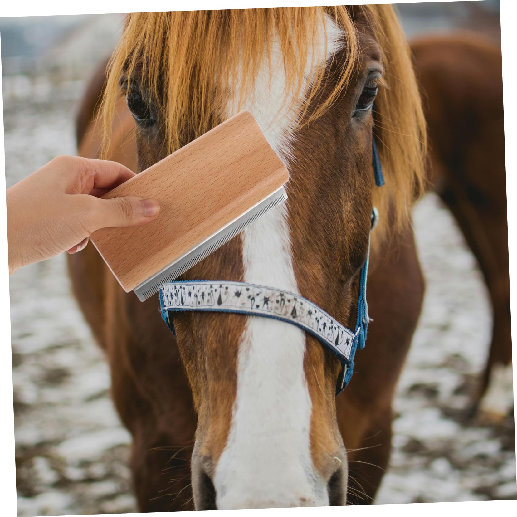 TOYANDONA 5 Piezas peine para depilación de mascotas aseo cepillo de pelo de caballo cepillo para caballos Cepillo de caballo cepillo de crin de caballo herramienta deshedding Haya