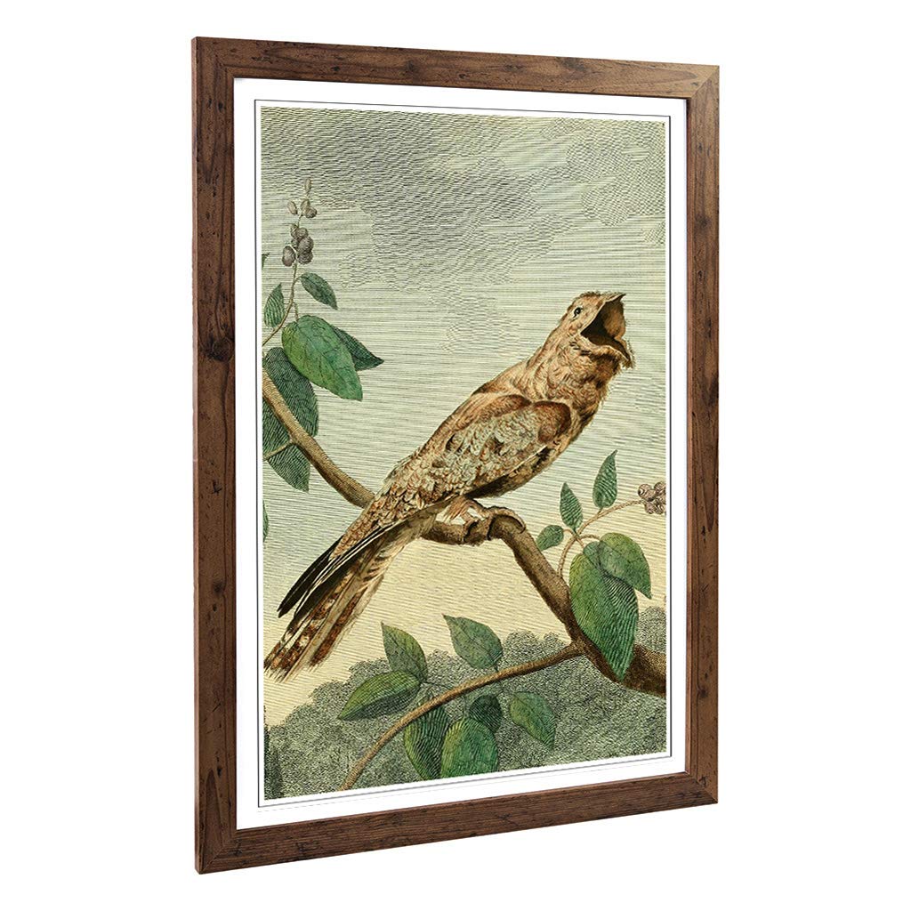 Big Box Art Framed Print of Vintage Charles R Ryley Goatsucker Design | Wall Art Picture | Home Decor for Kitchen, Living Room, Bedroom, Hallway, Walnut, A2 / 24.5x18 Inch / 62x45cm