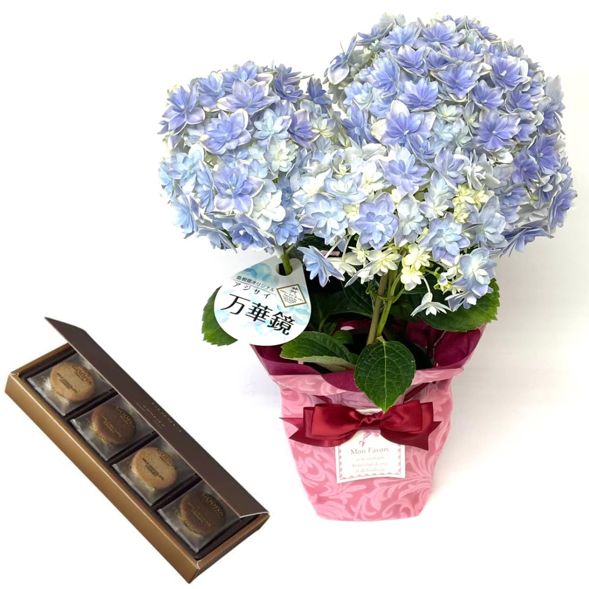 Amazon｜あじさい 鉢植え フラワーギフト アジサイ母の日 スィーツ 