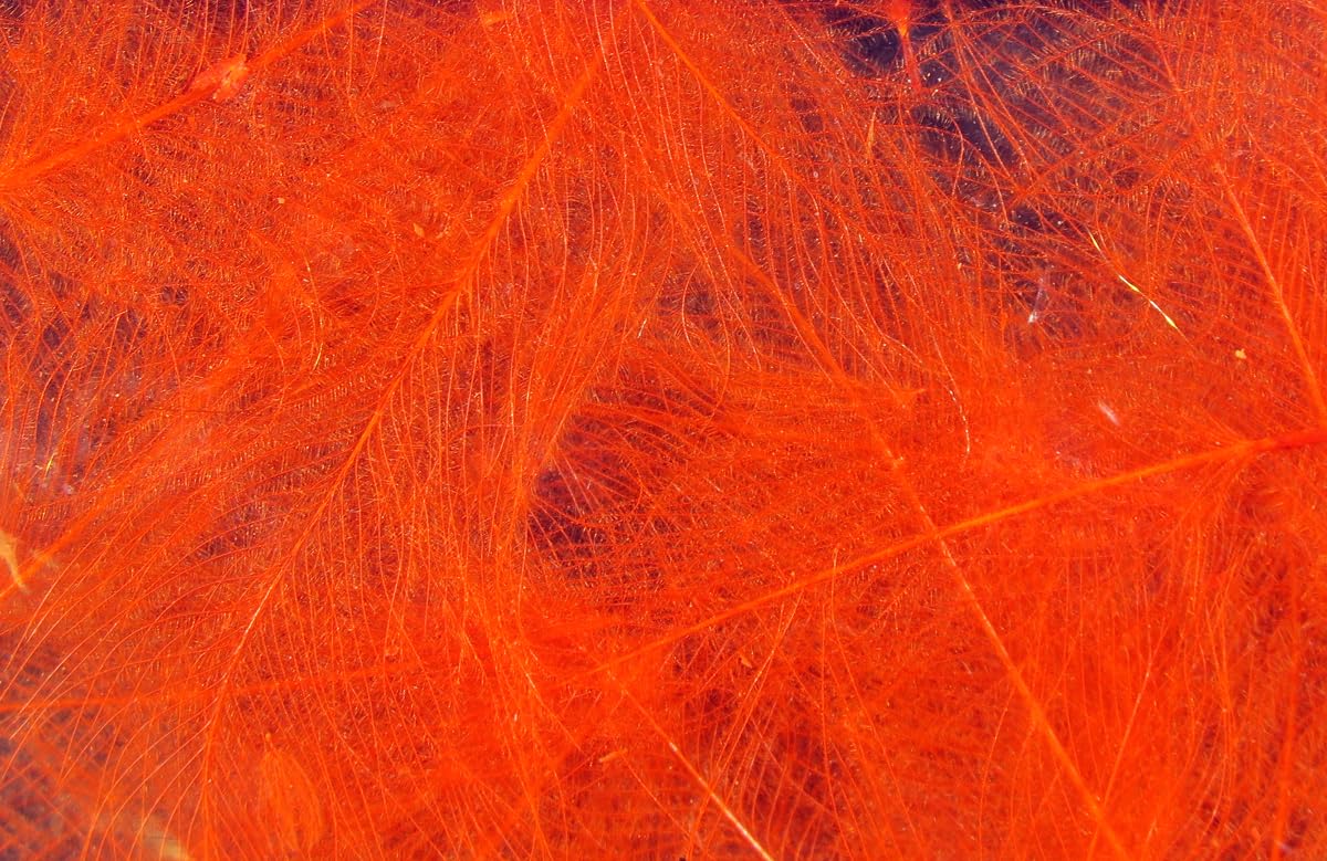 Hareline Fly Tying Cul de Canard (CDC) – Natural CDC Feathers for Fly Tying Dry Flies, Emergers & Comparaduns (Orange)