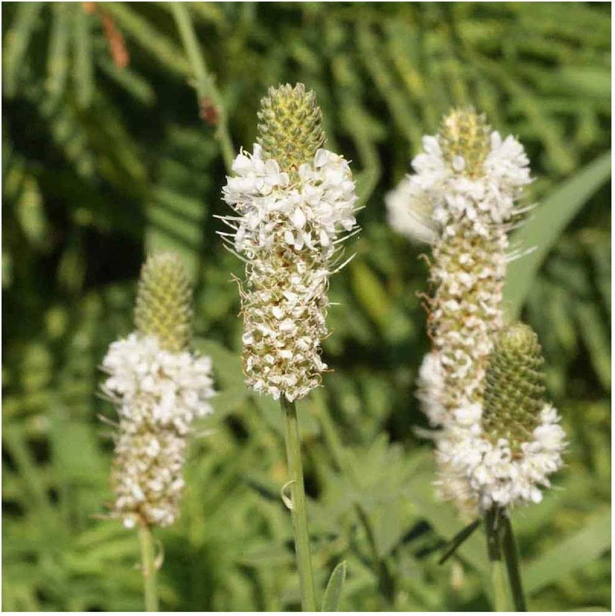 Everwilde Farms - 1 Lb White Prairie Clover Native Wildflower Seeds - Gold Vault