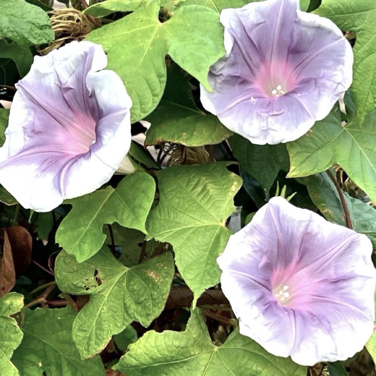 Amazon.co.jp: アサガオ 朝顔 あさがお 種 (訳有り グレイミスト 他