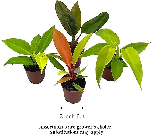 Miniatura 5 de BubbleBlooms Philodendron Surtido Set, macetas de 2 pulgadas, 4 diferentes plantas de casa imperiales Philo