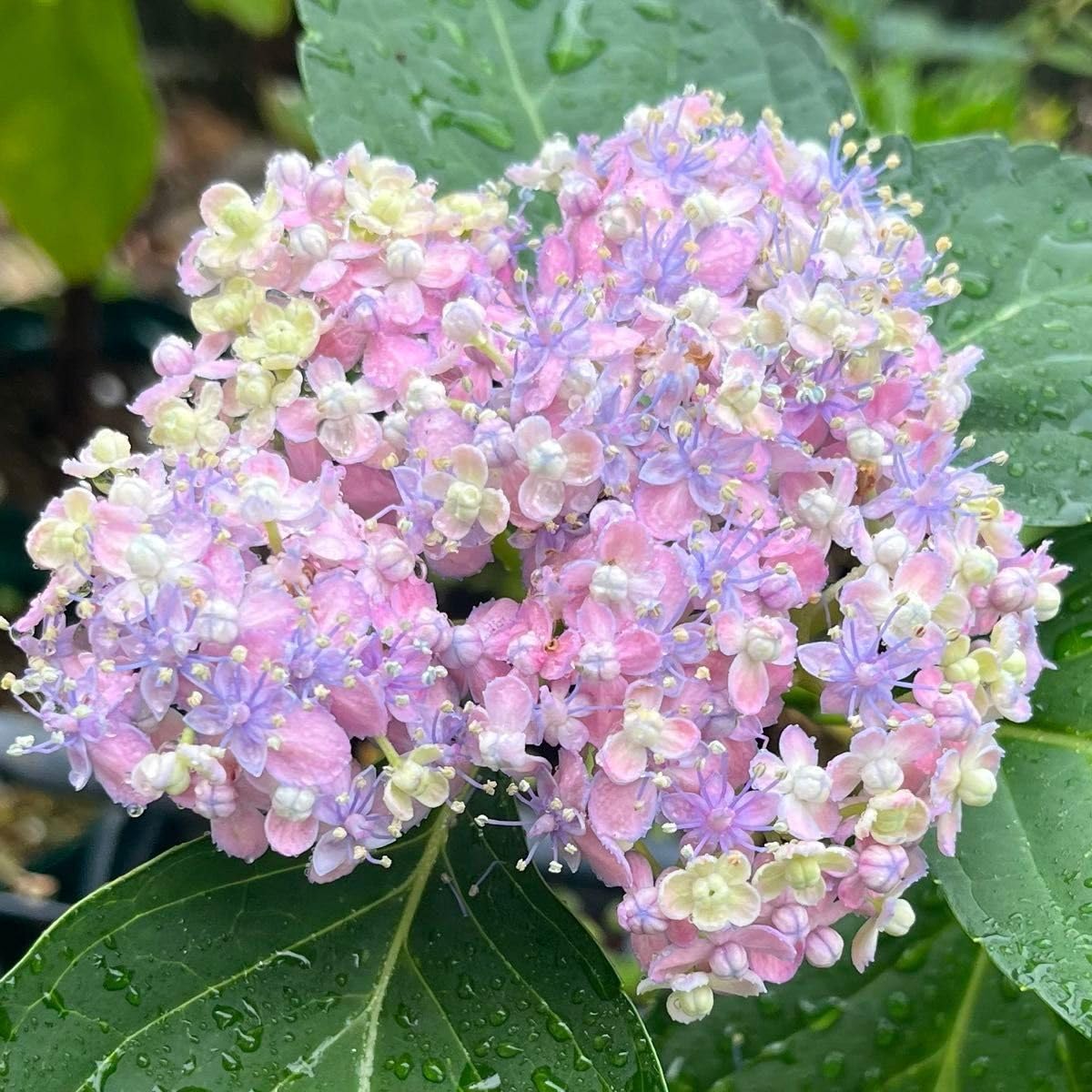 Amazon.co.jp: アジサイ苗 三河千鳥 ミカワチドリ 山紫陽花 挿し木苗