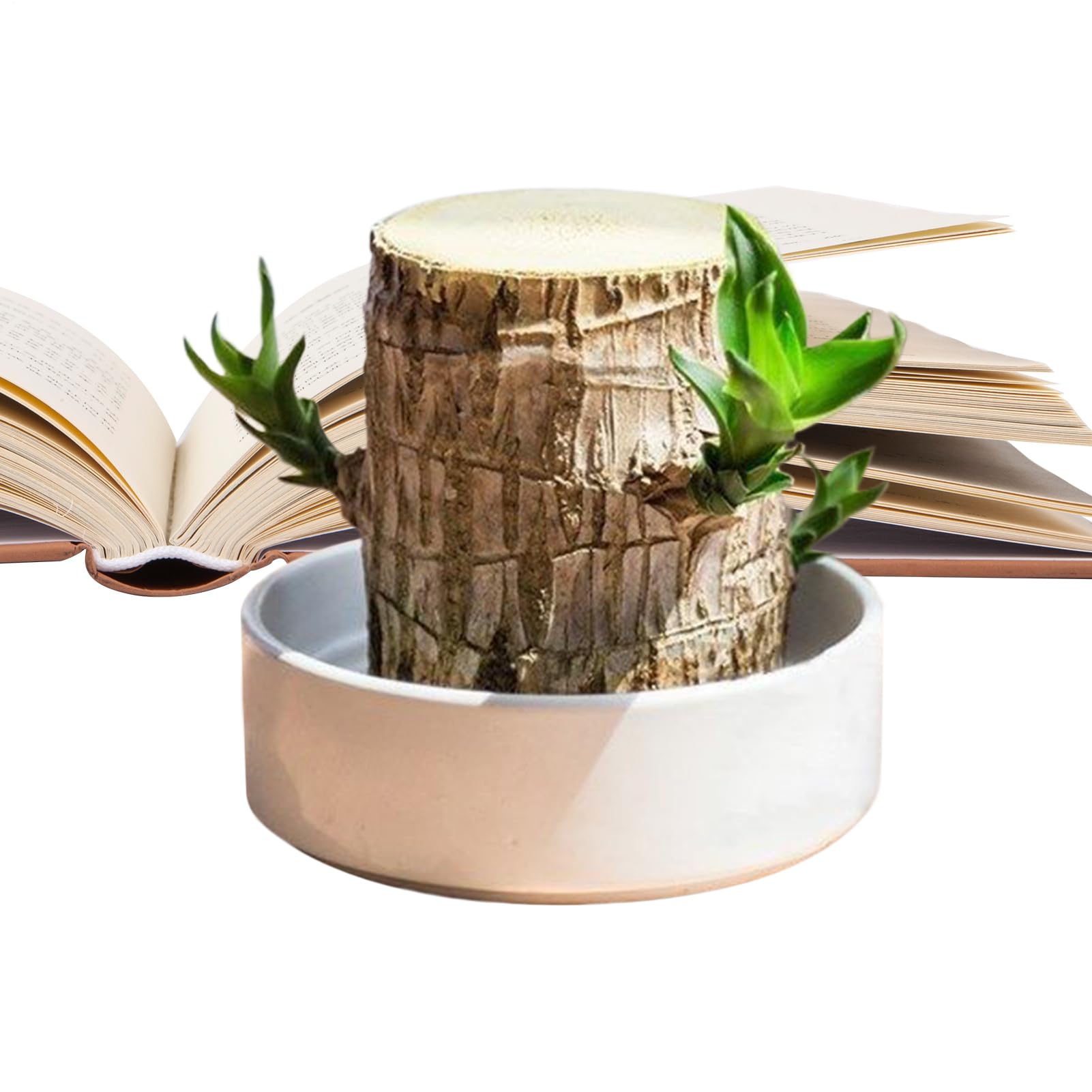 Souche d'arbre botanique en bois du Brésil pour sublimer votre bibliothèque