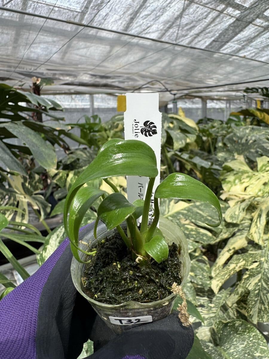 T32 モンステラ バールマルクスフレーム 2寸ポリポット