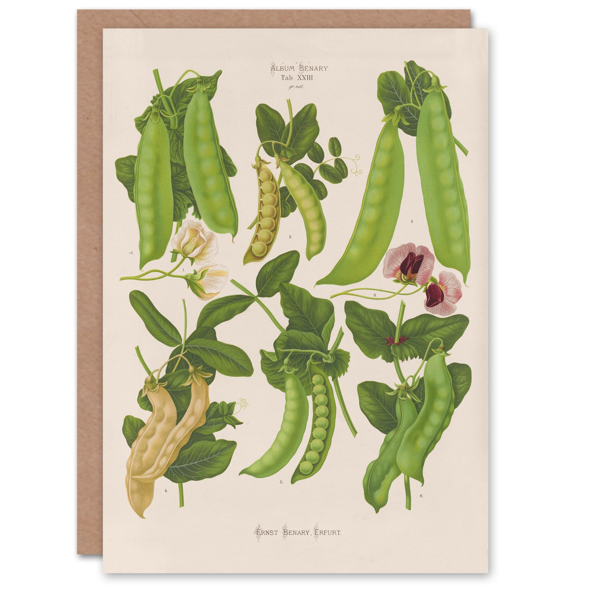 Artery8 Ernst Benary Art Card Sugar Peas Varieties Vintage Botanical