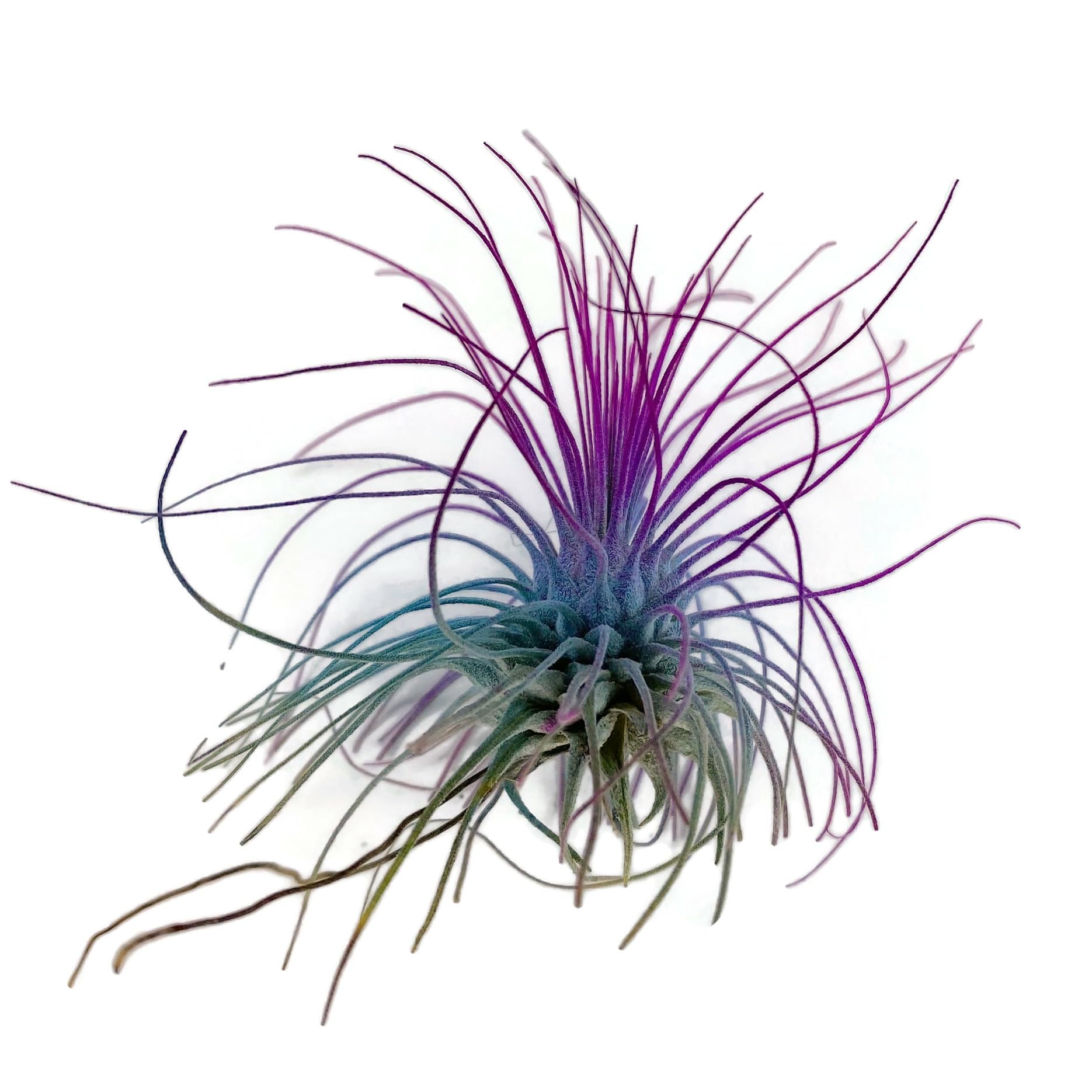 Thin Air Plant, Guatemala Tillandsia Live Airplant, Healthy Arrival Guaranteed, Great Indoor Plant, Home Decor &amp; Gift (Rainbow)