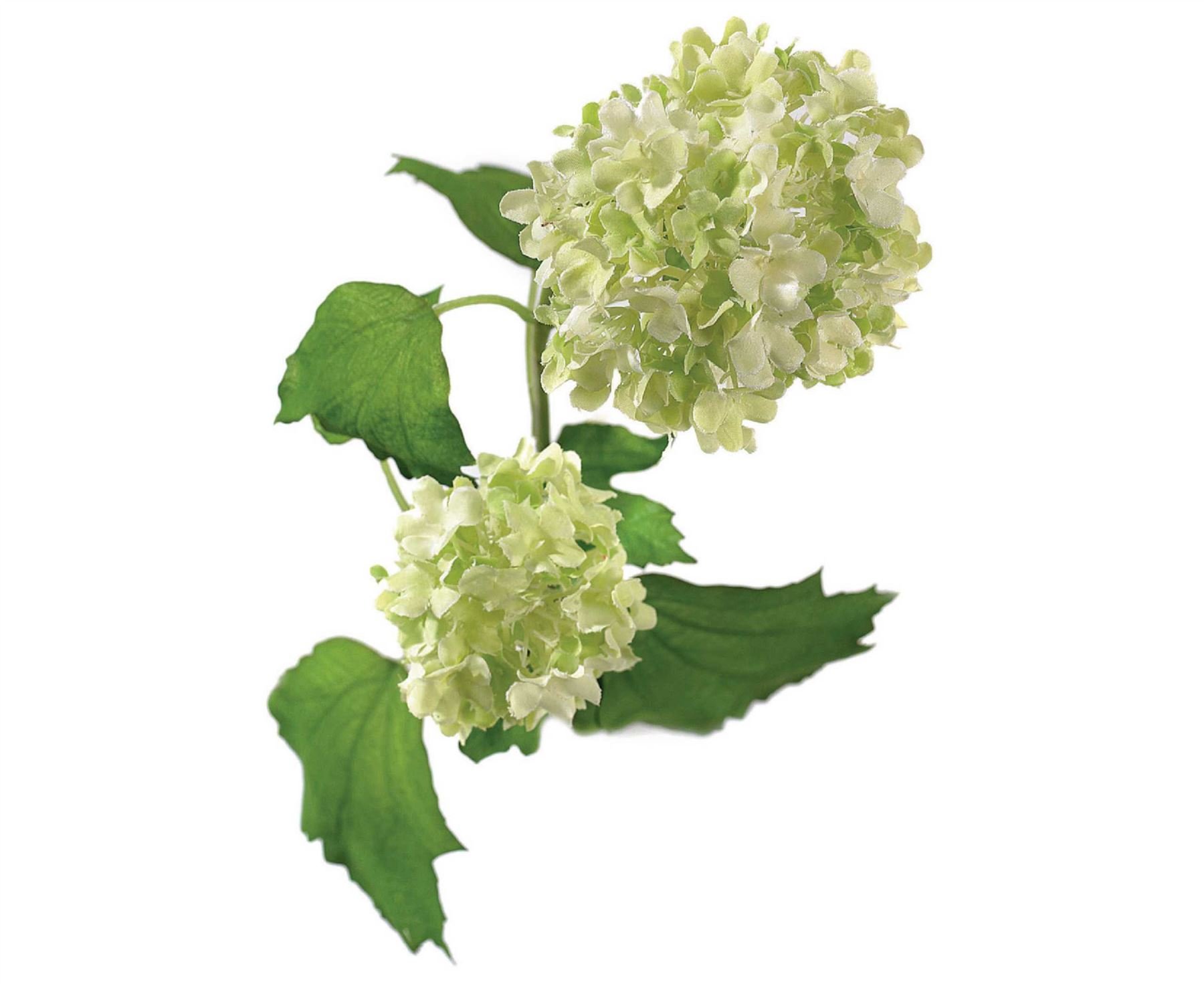 Bloom Artificial Single Cream Guelder Rose BranchFaux Silk Flower Indoor Home Decoration Floral ArrangementsMeasures L60Cm from B&Q