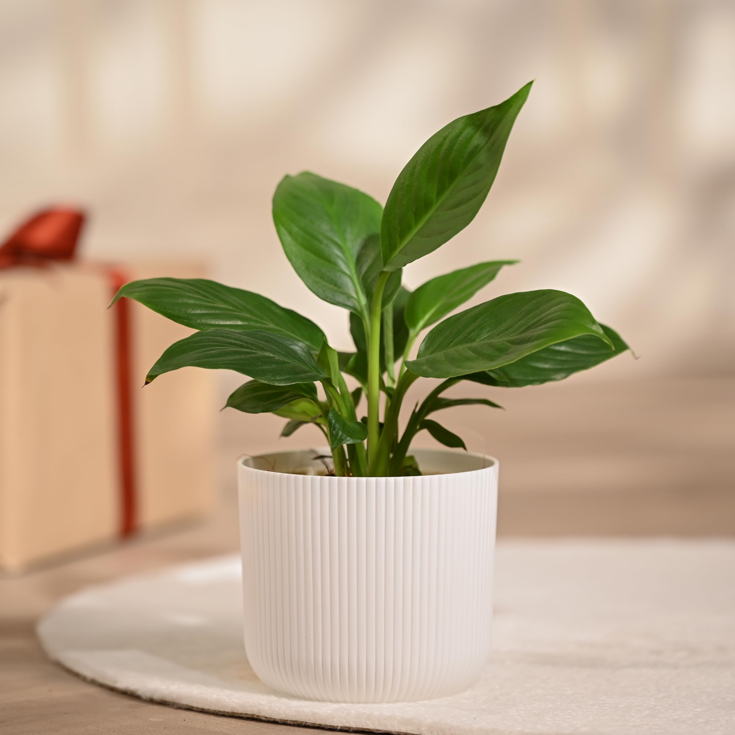 UGAOO Peace Lily Plant in Ibiza White Pot