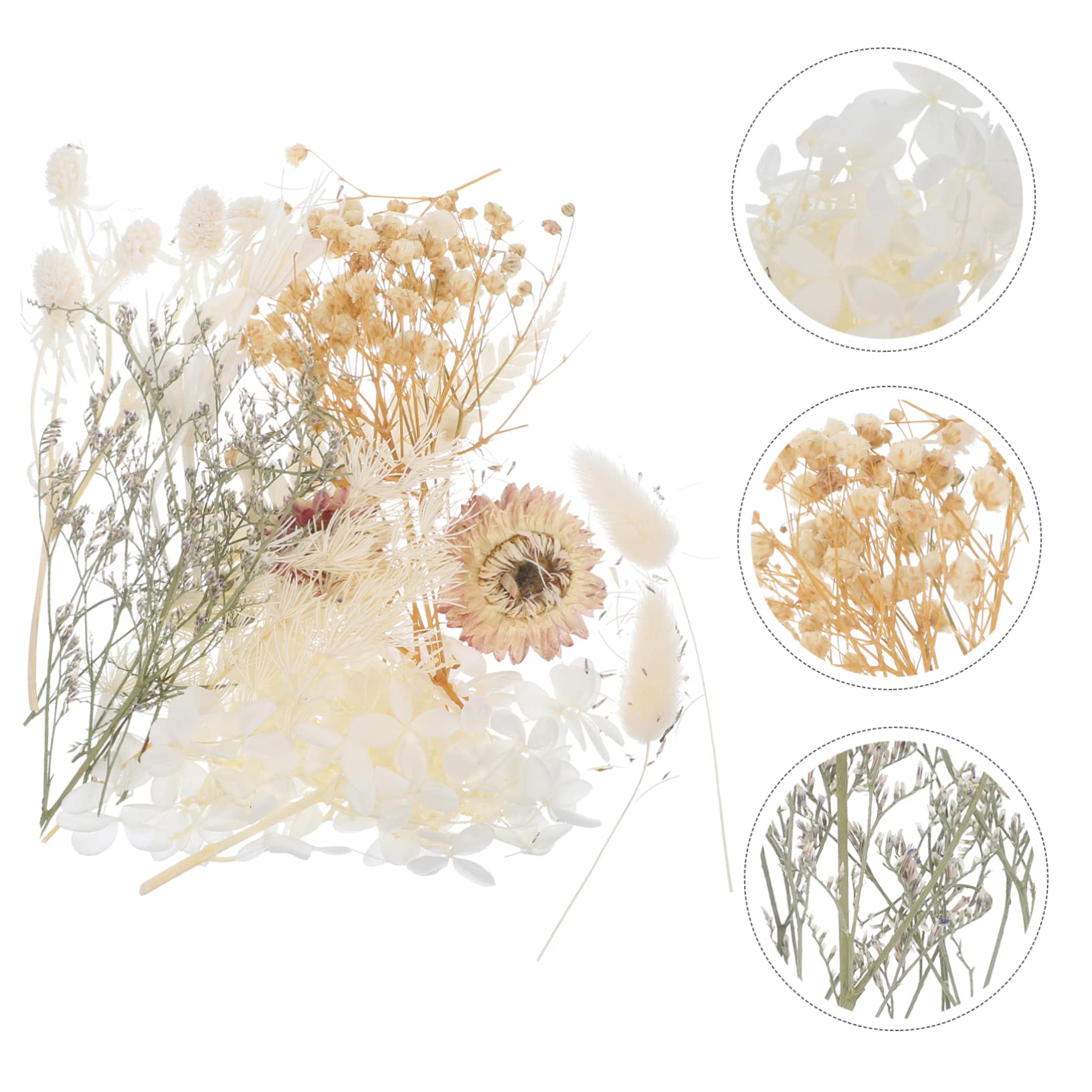 COHEALI 5sets Fiori Secchi Pressati Per Fiori Naturali Per Creazioni Candela e Decorazioni Fai Da Te Materiale Per Biglietti Di Auguri e Arte Unghie