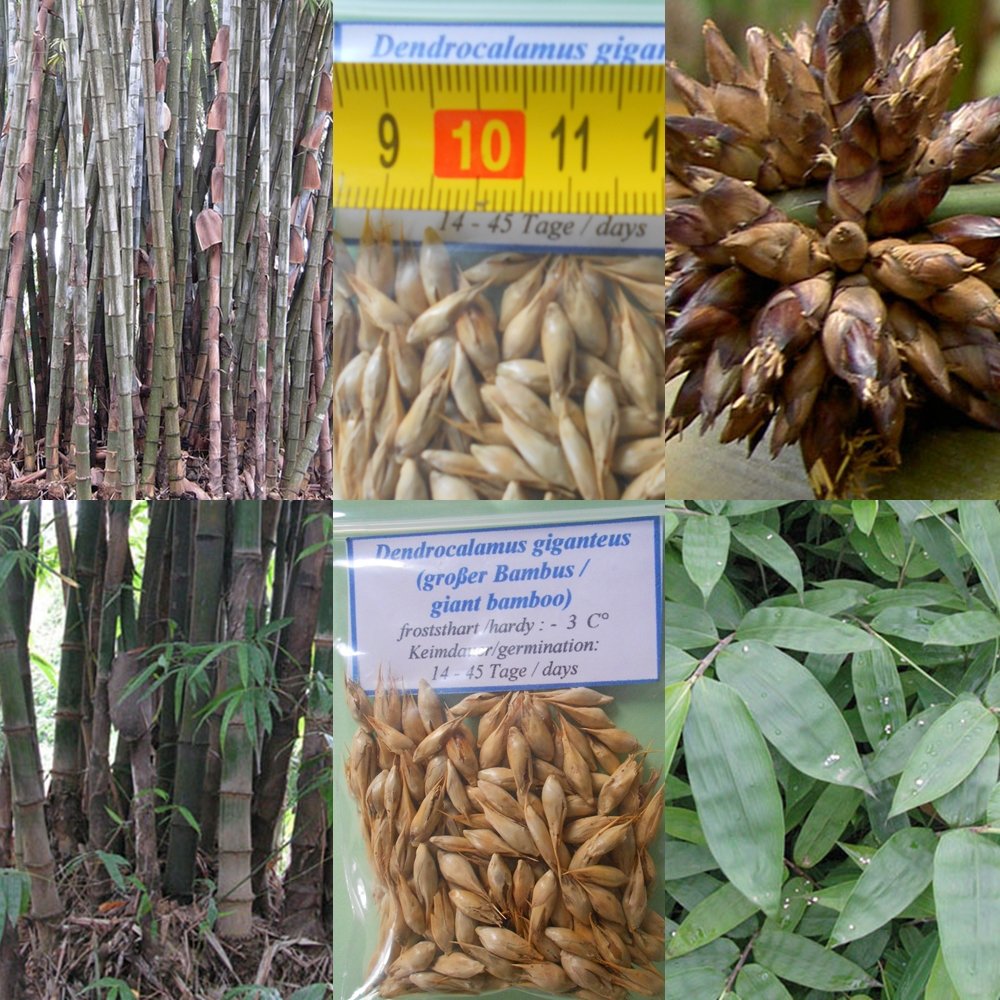 Giant Bamboo  100 Seeds  Largest Bamboo in the World  Dendrocalamus  Giganteus : Amazon.de: Garden