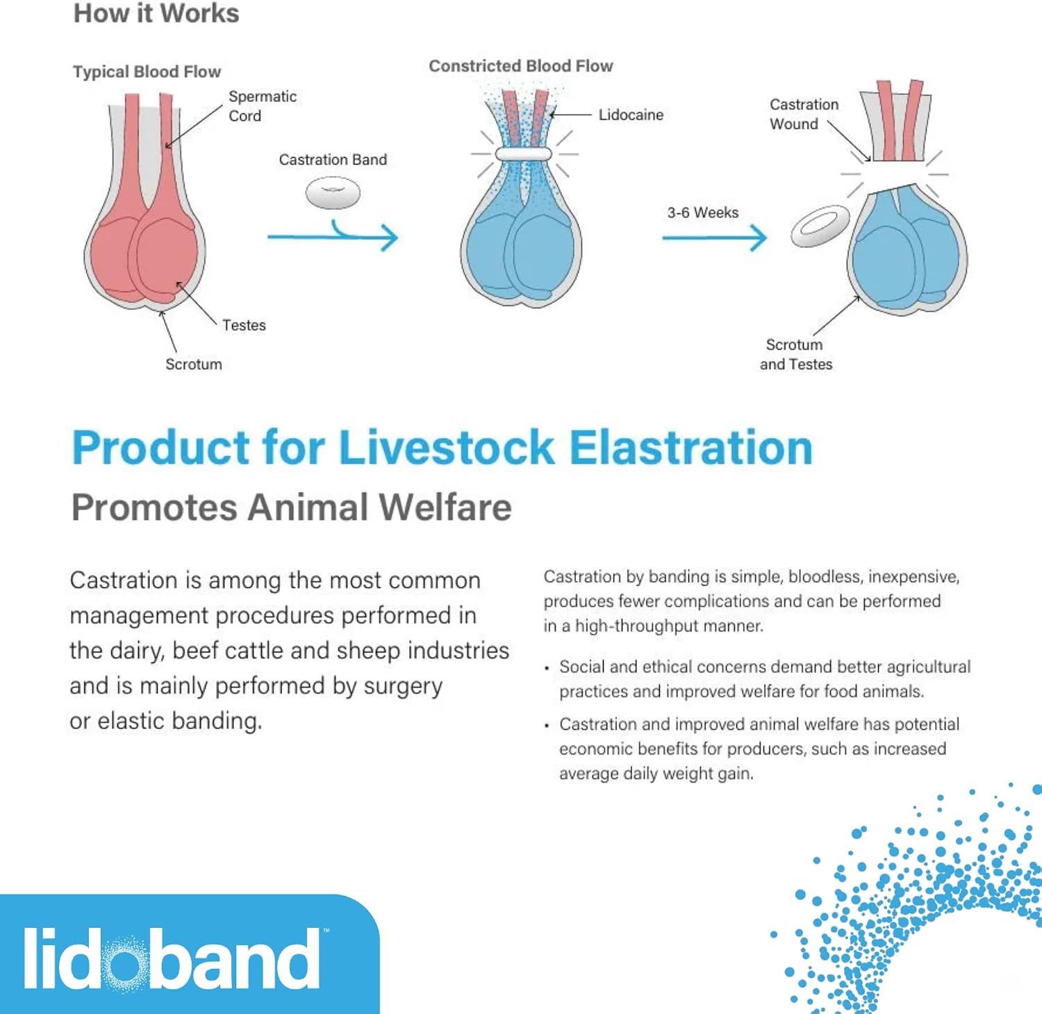 Lidoband Tri Livestock Elastration Rings – 25 Count | Lidocaine-Infused Castration Solution for Calves 200–400 lb | Humane Cattle Banding Supply for Ranch, Farm & Veterinary Operations