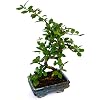 Product Photo 2