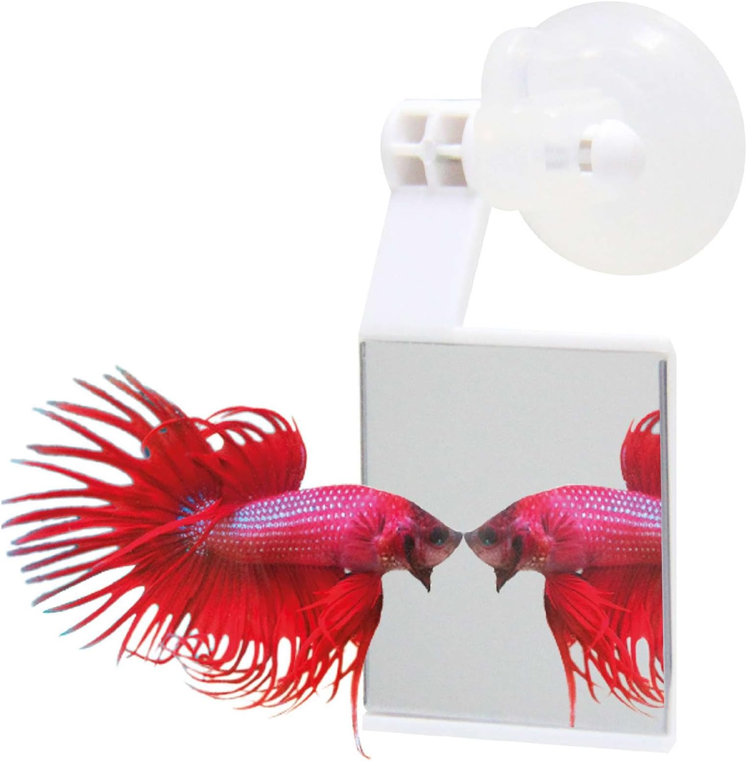 ICA AA204 Mirror for Bettas Of
