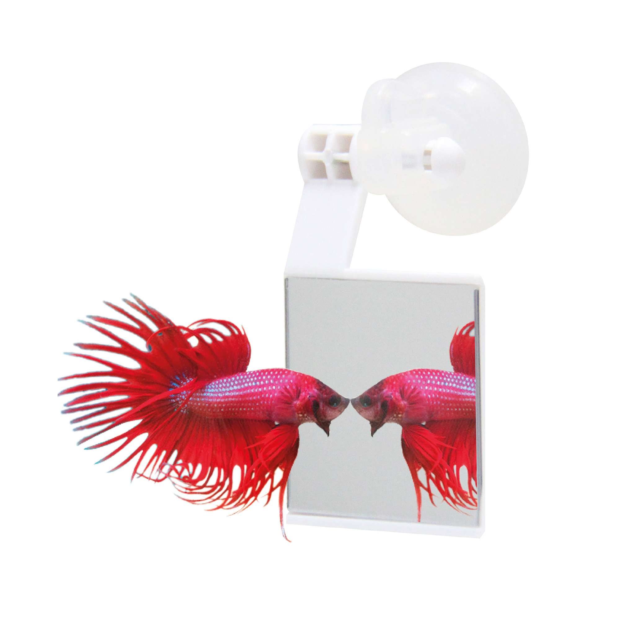 ICA AA204 Mirror for Bettas Of