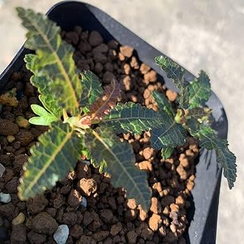 Amazon.co.jp: bosmwellia nana ボスウェリア ナナ 国内実生 04 2苗