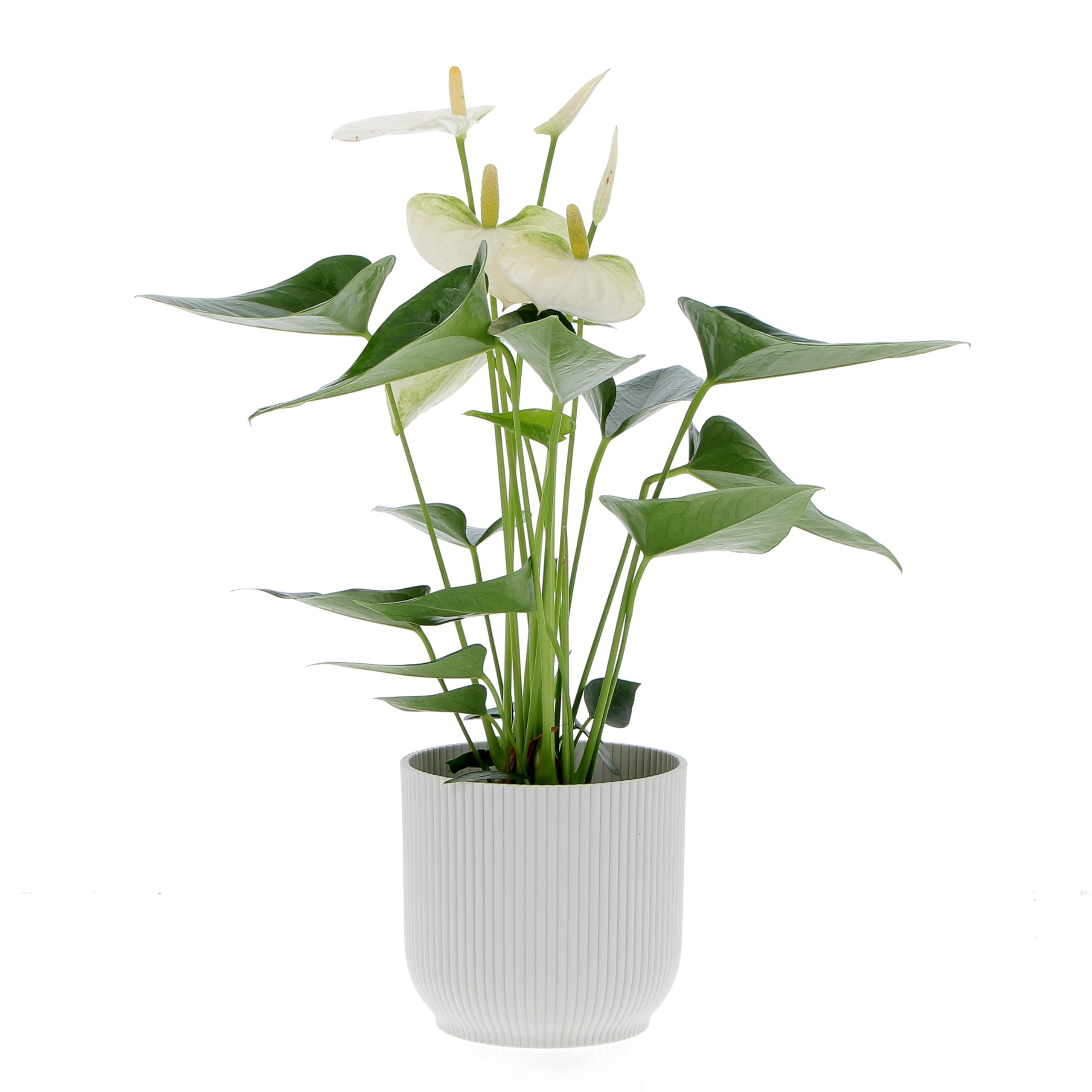 KENTIS - Anthurium Bianca Pianta Vera - Anturio - Fiorita da Interni Purifica Aria - Appartamento - H 35/45 cm Vaso Ø 12 cm
