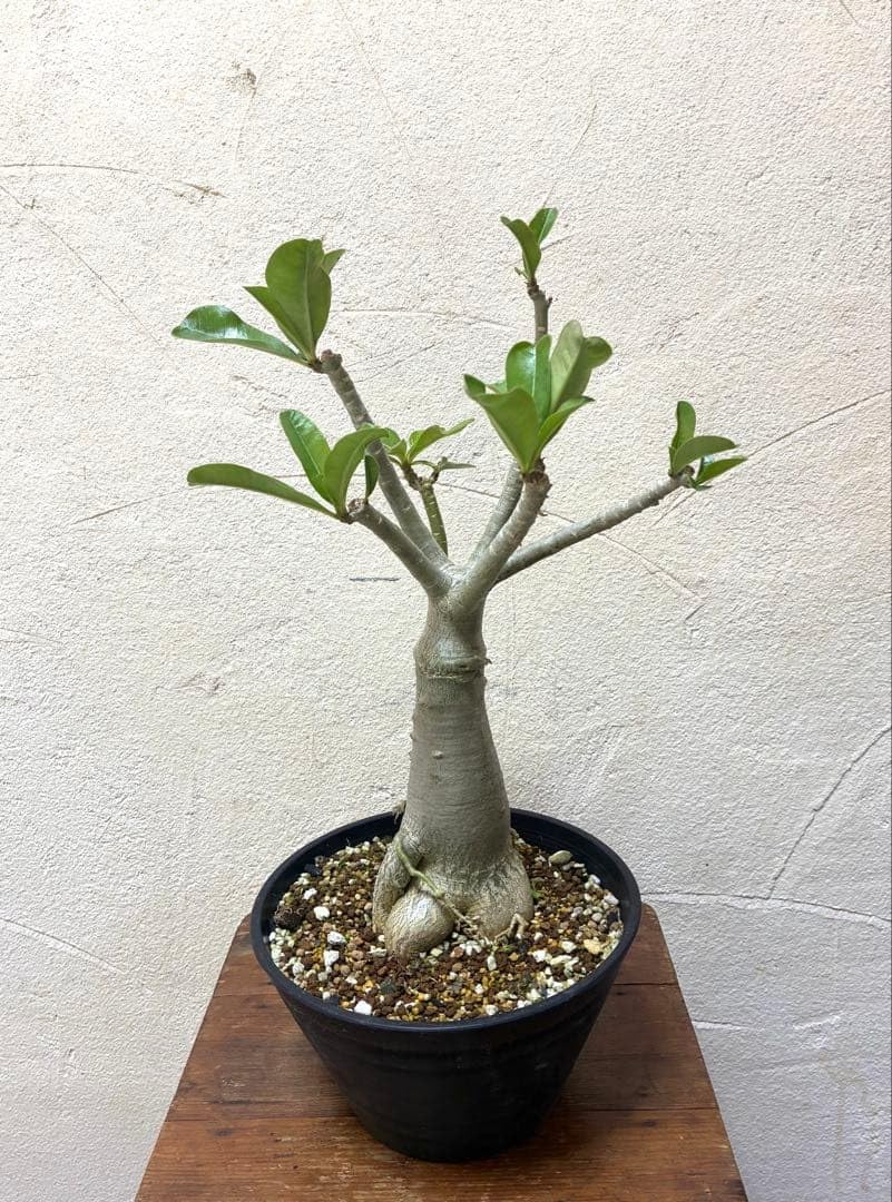 Amazon｜塊根植物 アデニウム アラビカム 実生6年経過苗｜観葉植物