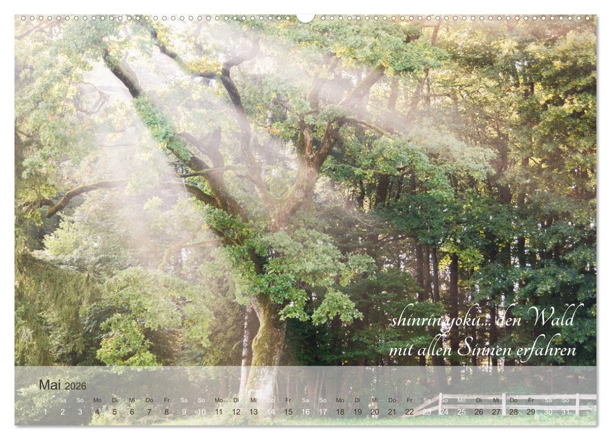 Shinrin yoku - Waldbaden 2026 (hochwertiger Premium Wandkalender 2026 DIN A2 quer), Kunstdruck in Hochglanz: Zwölf einladende Fotografien inspirieren ... abzutauchen (CALVENDO Gesundheit)