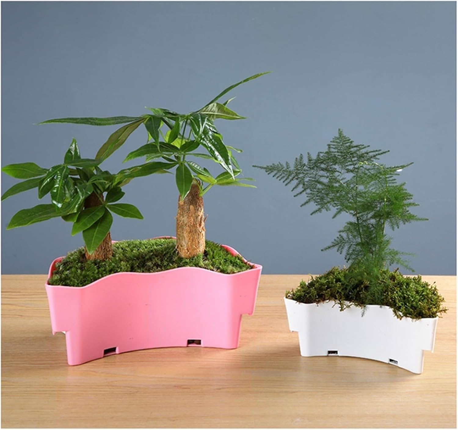 Aquarium Fish Tank Acrylic Transparent Aquarium Tank Turtle Tank Small Ecological Tank for Aquariums Bonsai Desktop Ornaments Fish Tank(Medium)