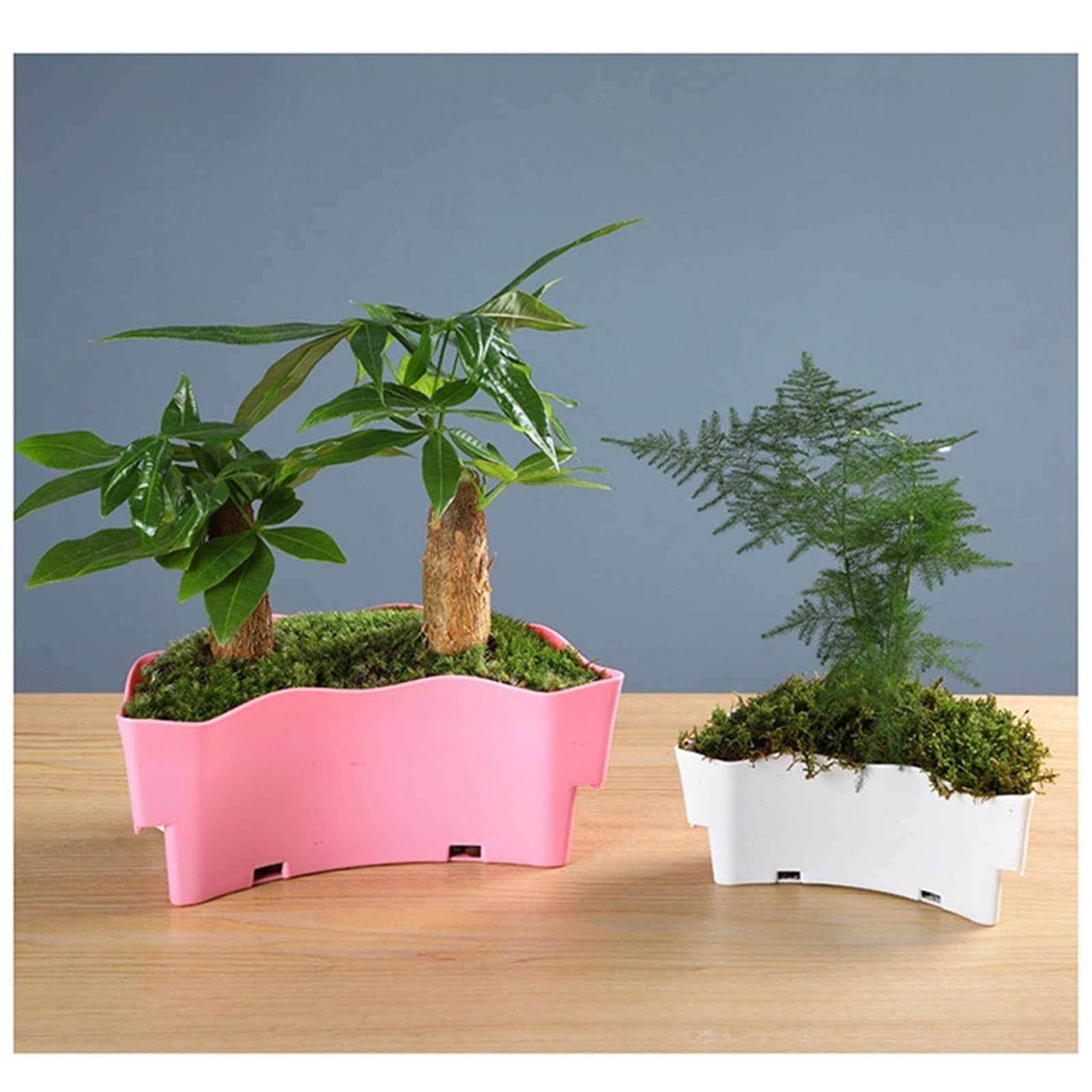 Mały Akwarium Akrylowe przezroczyste akwarium Zbiornik na żółwia Mały ekologiczny zbiornik do akwariów Bonsai Ozdoby na biurko Złota rybka(Średni)
