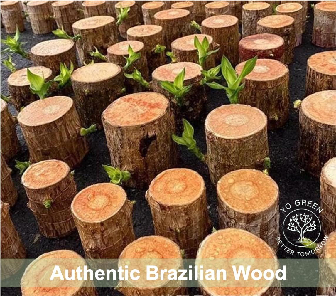 Yo Green Lucky Brazilian Wood Plant for Living Room - Healthy Indoor Feng Shui Plant, Low Maintenance Air Purifying Decor (Pack of 1 No Pot) 4