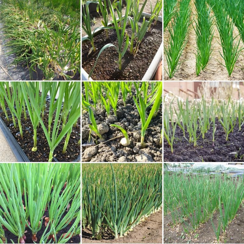 1 Pound Mix Hardneck Garlic Bulbs for Planting, Fresh High-Yield Hardy Garlic for Garden or Container Growing