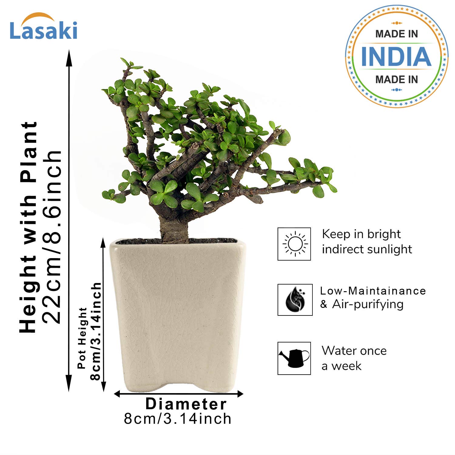 Jade Plant with Ceramic Pot - Good Luck Charm -6