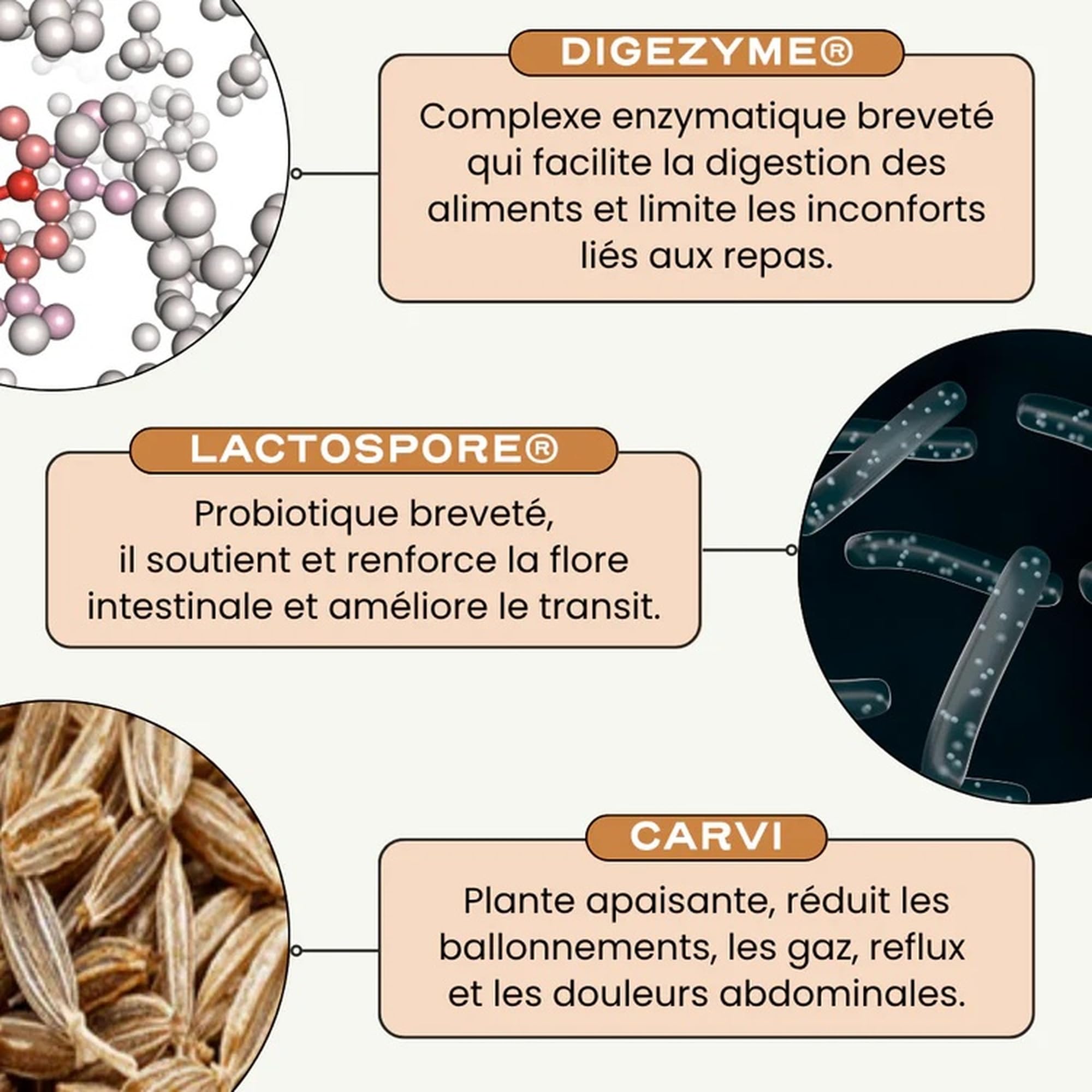 Circles DIGEST Probiotique Femme Bacillus Coagulans Lactospore Enzymes Digestives DigeZyme Flore Intestinale 60 Gélules Vegan
