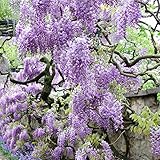 Van Zyverden Wisteria -  Purple - Set of 1 Root Stock