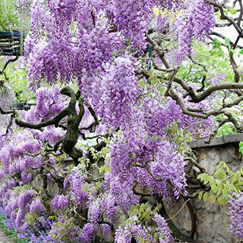 Van Zyverden Wisteria - Purple - Set of 1 Root Stock Van Zyverden Wisteria - Purple - Set of 1 Root Stock