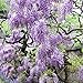 Van Zyverden Wisteria - Purple - Set of 1 Root Stock