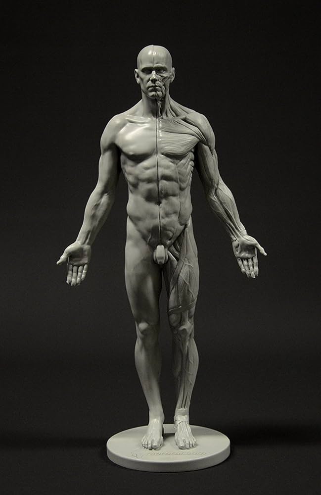 3dtotal Male Anatomy Figure アナトミーフィギュア 3dtotal Male Anatomy Figure アナトミーフィギュア - メルカリ