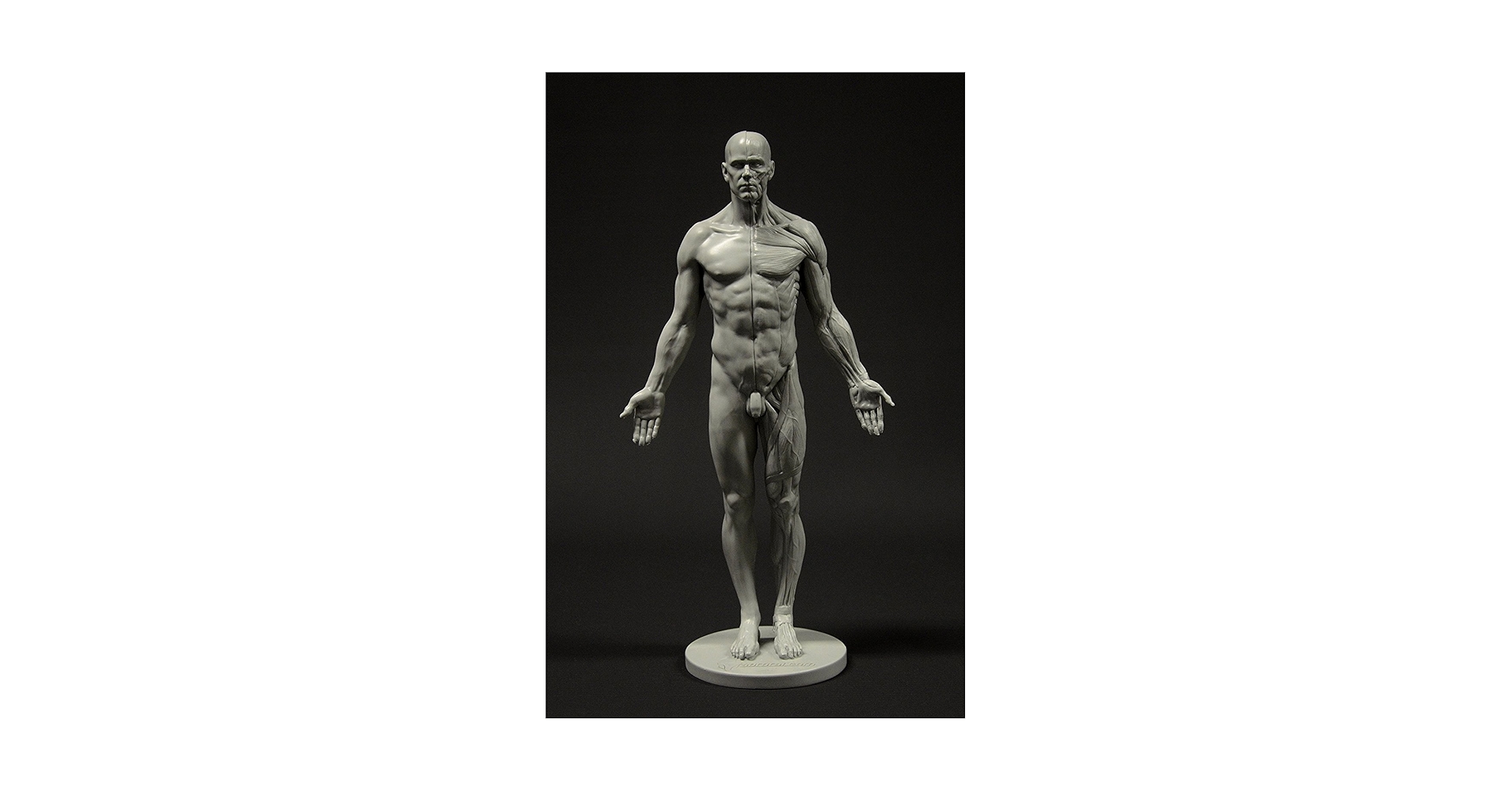 Amazon.com: Male Anatomy Figure: 11-inch Anatomical