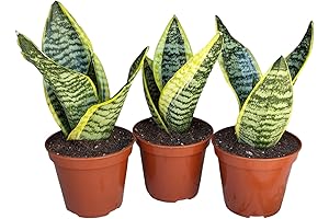 3 Superba Snake Plants: Impossible to Kill
