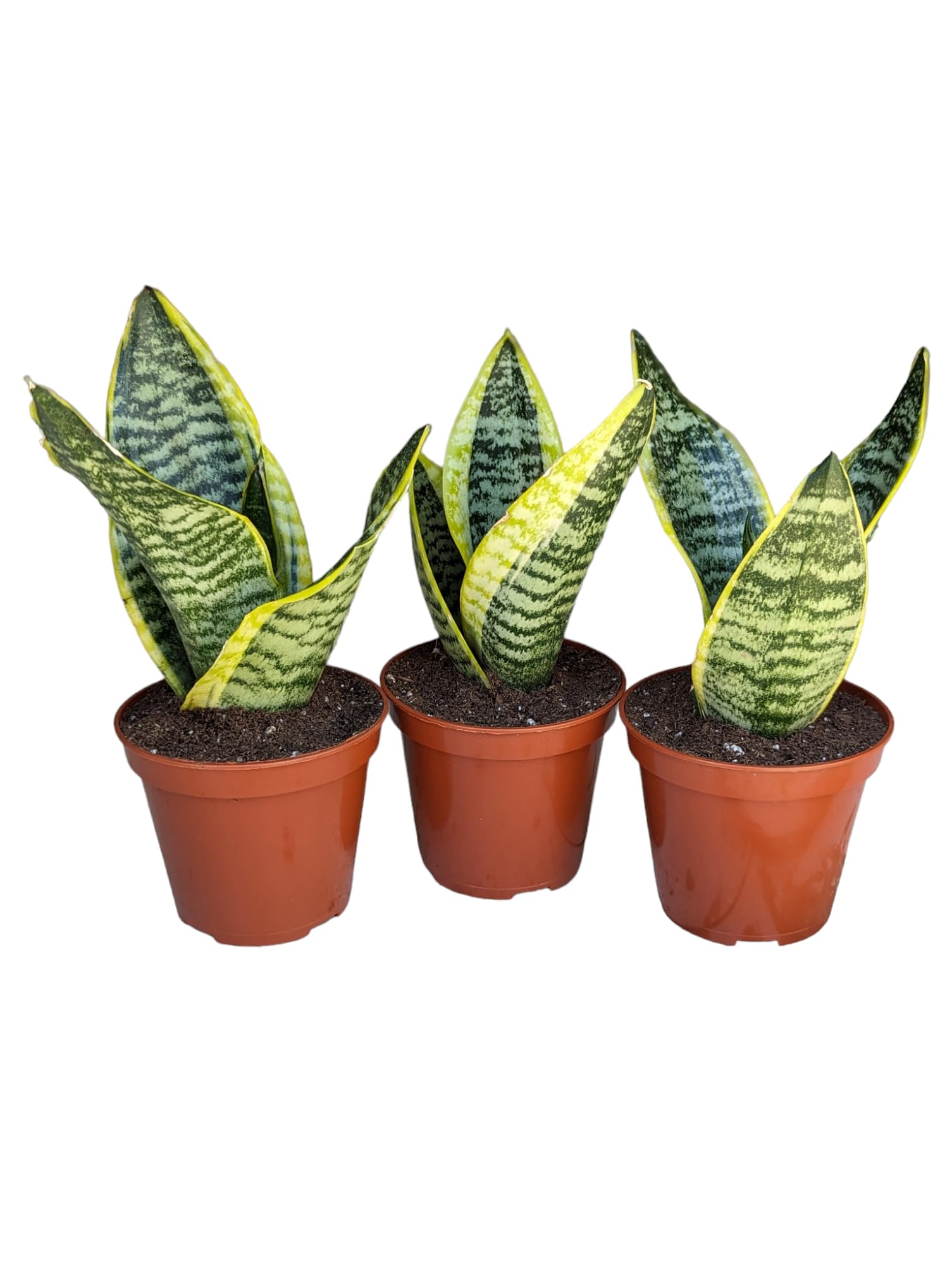 Generic Superba Snake Plants - Sanseveria, 3 Pack, Impossible to Kill, 4 Inch Pots, Indoor/Outdoor, Green/yellow