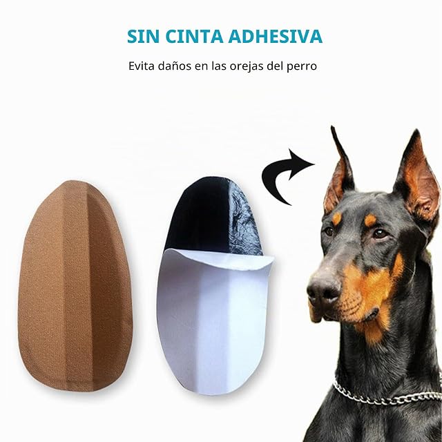 Foto 7 de 8 de Tsuchiya corrección orejas perro con orejas perro Doberman fijas