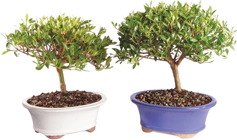 Brussel's Bonsai Live Gardenia Bonsai Tree - Small, 4 Years, 6 to 8 In - Outdoor Bonsai in Ceramic Bonsai Pot, 2 Pack