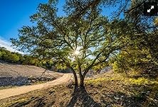 Review Image by Amazon Customer