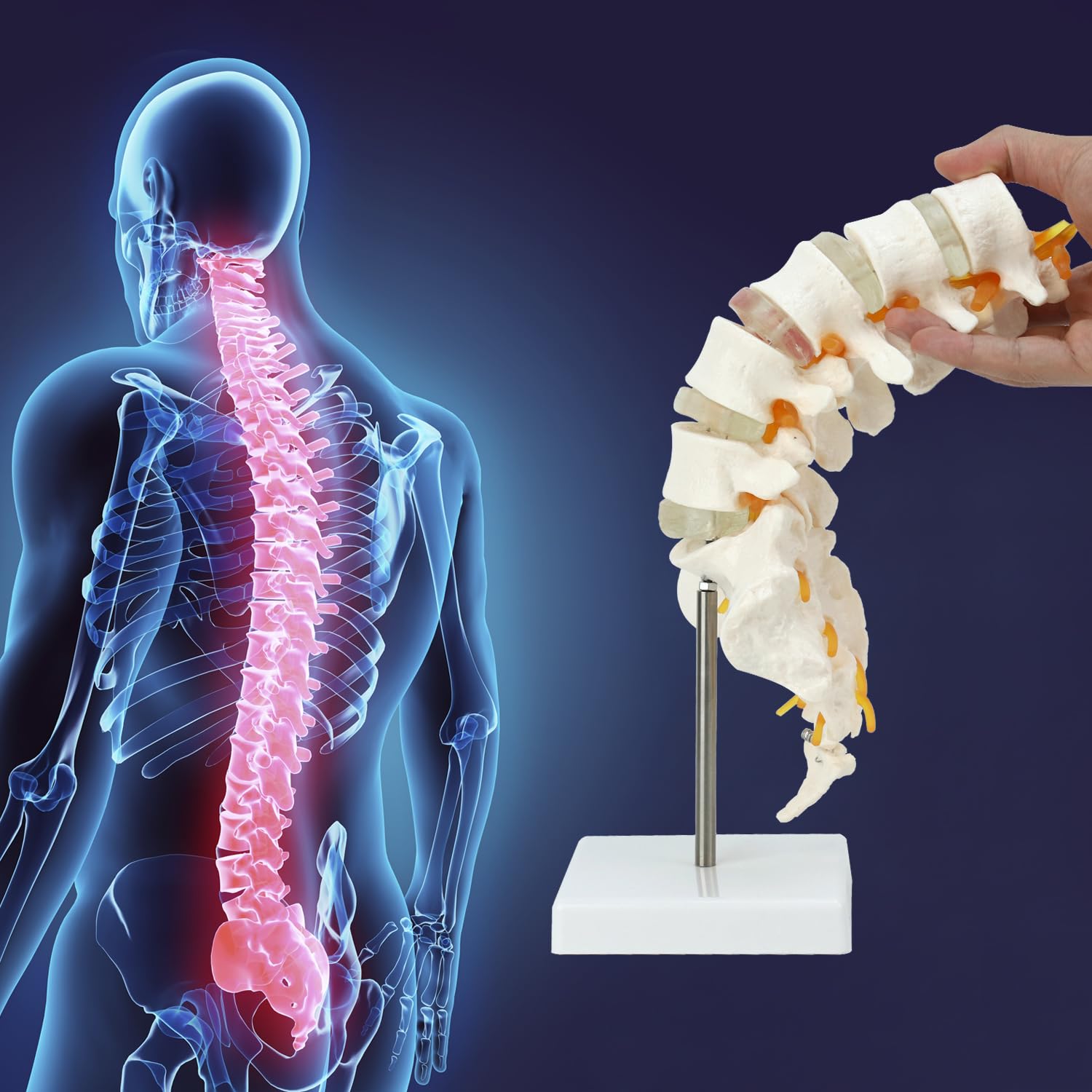 QWORK® Model anatomii naturalnej wielkości kręgosłupa z otwartą kością krzyżową