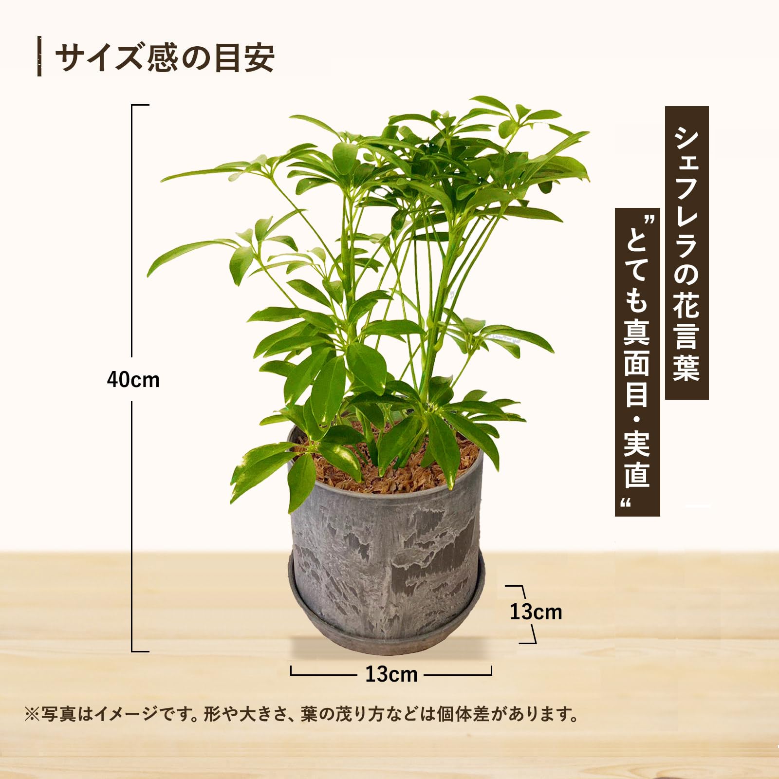 Amazon｜l'arbre blanc シェフレラ カポック 観葉植物 本物 4号鉢 高さ