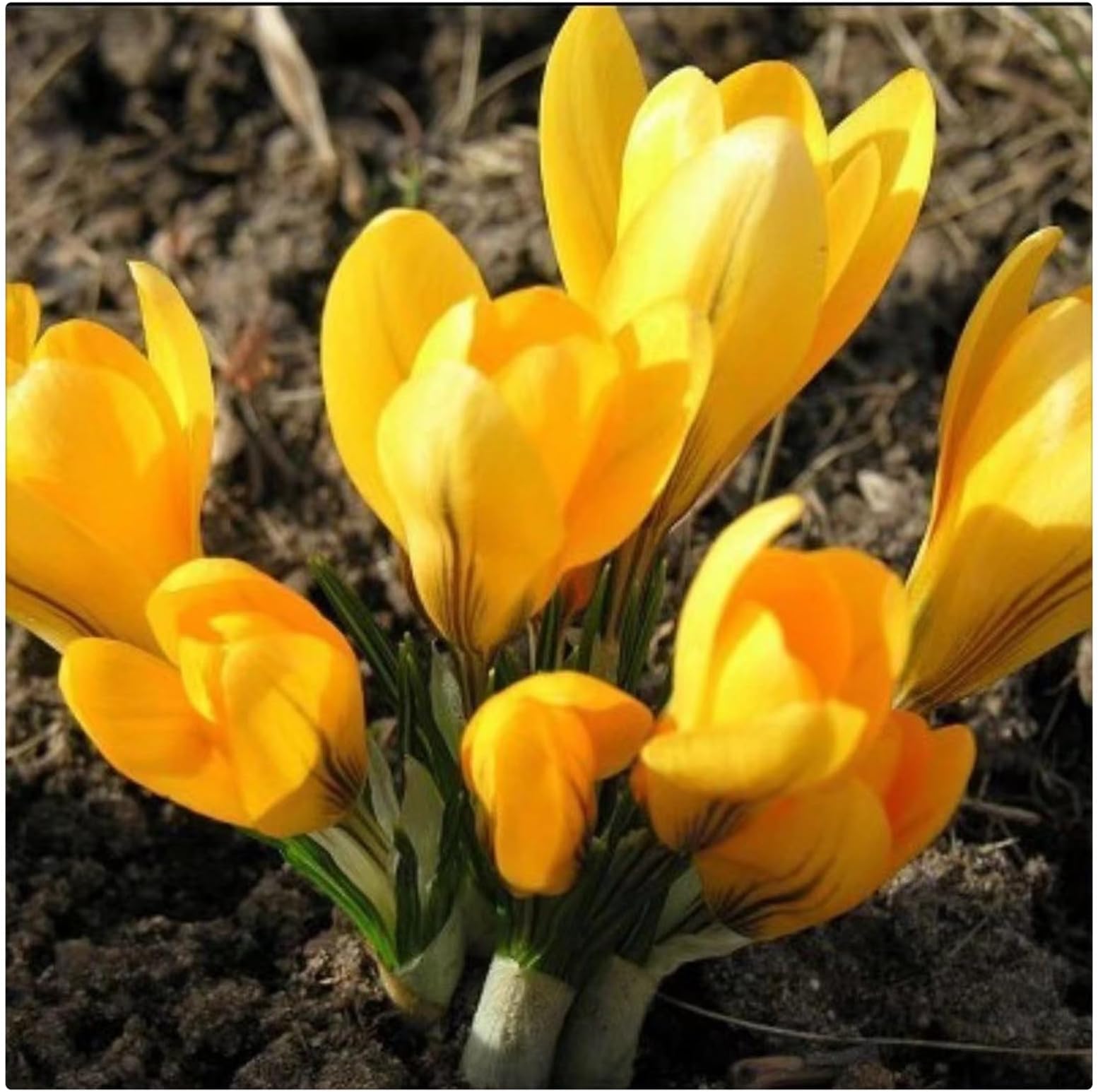 Crocus Bulbs Bulk,Saffron Bulbs,Strong Plants That Grow Well/Mix Golden Jade Carving Feels Good-15bulbs-D